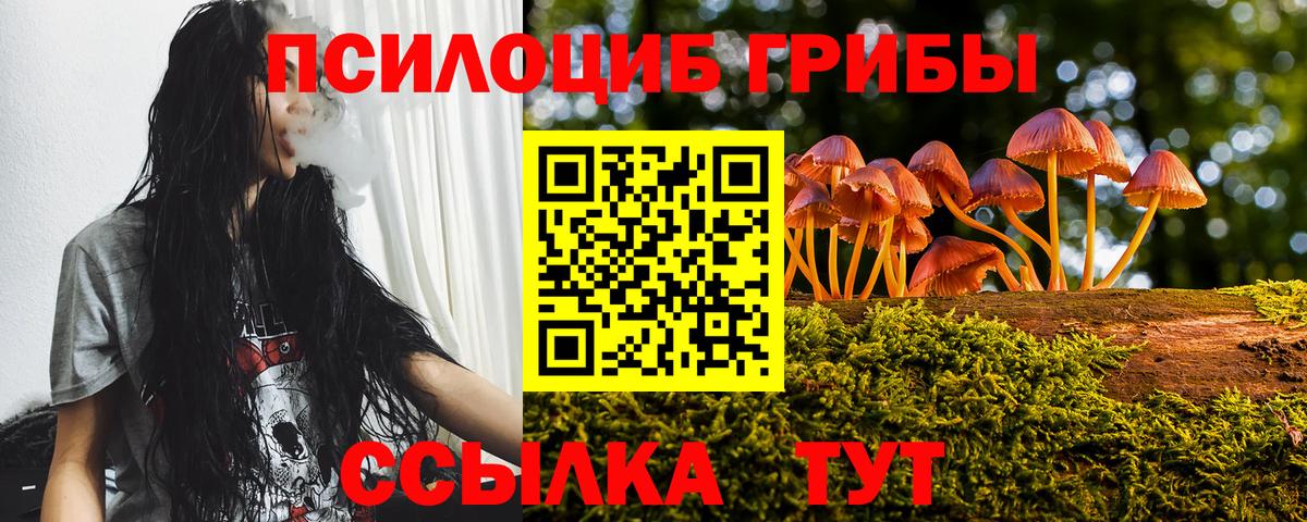 Михайловск  Псилоцибиновые грибы Cubensis  Вход с VPN 